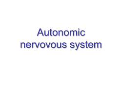 Autonomic nerves