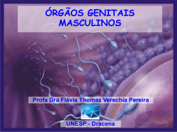 Órgãos Genitais Masculino
