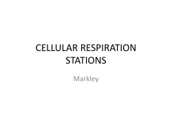 Cell Respiration Stations