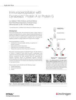 Immunoprecipitation with Dynabeads® Protein A or Protein G