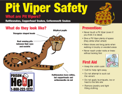 What are Pit Vipers? What do they look like? Prevention: First Aid
