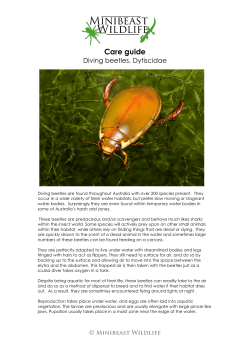 Green Diving beetle, Cybister sp.