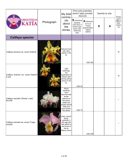 Cattleya Species Prices
