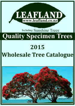 Quality Specimen Trees