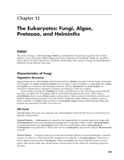 Chapter 12 The Eukaryotes: Fungi, Algae, Protozoa, and Helminths