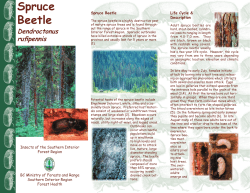 Spruce Beetle - Ministry of Forests, Lands and Natural Resource