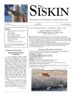 Siskin - Northern Virginia Bird Club