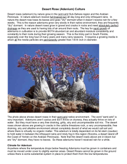 Desert Rose (Adenium) Culture