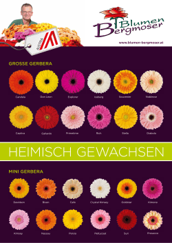 GROSSE GERBERA MINI GERBERA