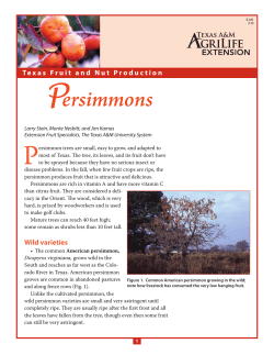 Persimmons - Aggie Horticulture