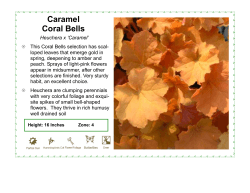 Caramel Coral Bells