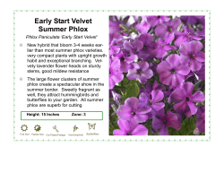 Phlox, Summer - Early Start Velvet