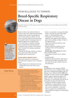 Breed-Specific Respiratory Disease in Dogs