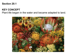 Section 20.1 KEY CONCEPT Plant life began in the water and