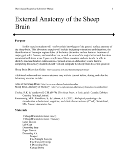 Laboratory Exercise External Anatomy of the Sheep Brain