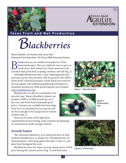 Blackberries - Aggie Horticulture