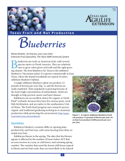 Blueberries - Aggie Horticulture