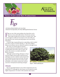 Figs - Aggie Horticulture