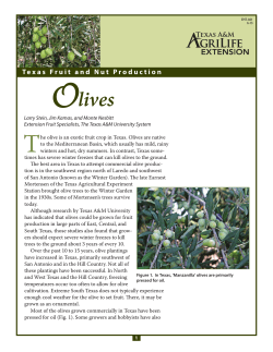 Olives - Aggie Horticulture