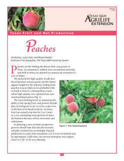 Peaches - Aggie Horticulture
