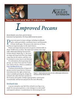 Improved pecan - Aggie Horticulture