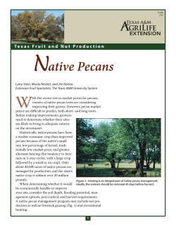 Native Pecans - Aggie Horticulture