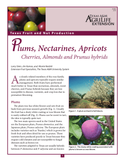 Plums - Aggie Horticulture