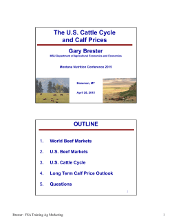 The U.S. Cattle Cycle and Calf Prices