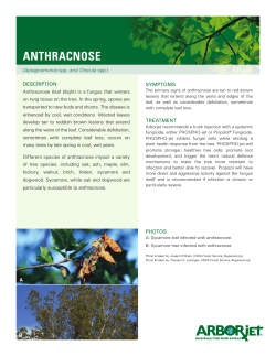 Print PDF - Arborjet