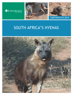 SOUTH AFRICA`S HYENAS