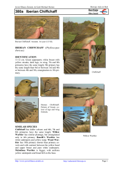 380a Iberian Chiffchaff