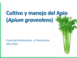 Cultivo y manejo del Apio (Apium graveolens)