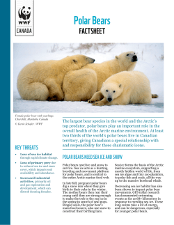 Polar Bears - WWF