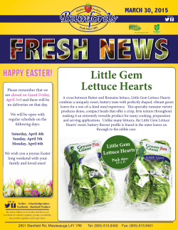 Little Gem Lettuce Hearts