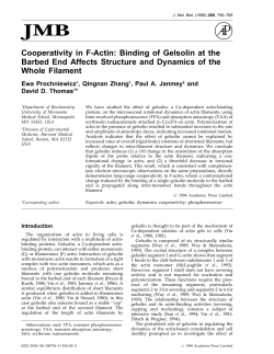 Cooperativity in F-Actin: Binding of Gelsolin at the Barbed