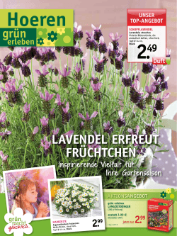 LavendeL erfreut frÃ¼chtchen - Hoeren Garten und Landschaftsbau