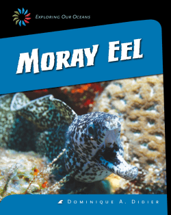 Moray Eel - bowlerschool.net