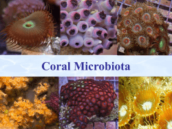 Coral Microbiota