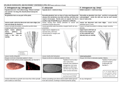Epilobium Species Comparison: BSBI 2015 Workshop Guide