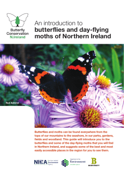 Butterflies And Moths Of Northern Ireland