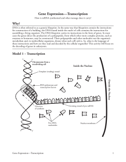 Gene ExpressionâTranscription