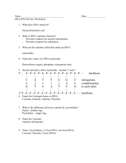 DNA and RNA Review Sheet Answers