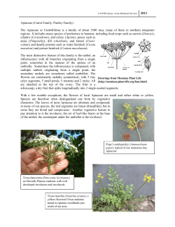 family Apiaceae draft 1