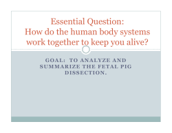 Essential Question: How do the human body systems work together