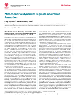 Mitochondrial dynamics regulate neointima formation