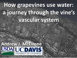 How grapevines use water: a journey through the vine`s vascular