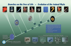 Branches on the Tree of Life â Evolution of the Animal Phyla