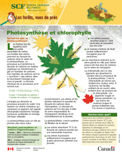PhotosynthÃ¨se et chlorophylle - Ressources naturelles Canada