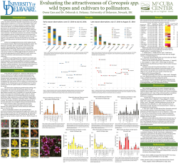 Evaluating the attractiveness of Coreopsis (Coreopsis spp