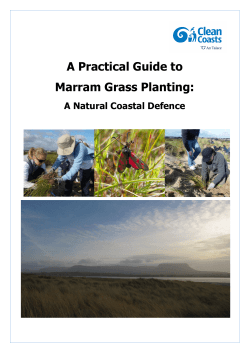 A Practical Guide to Marram Grass Planting: